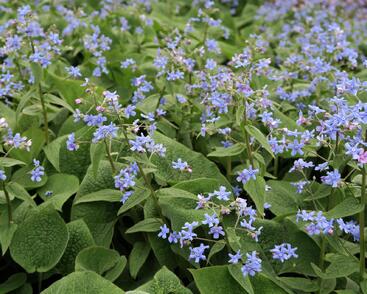 Pomněnkovec velkolistý