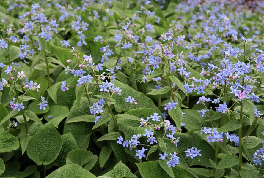 Pomněnkovec velkolistý - Brunnera macrophylla