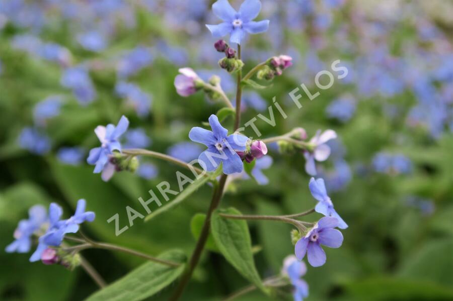 Pomněnkovec velkolistý - Brunnera macrophylla
