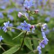 Pomněnkovec velkolistý - Brunnera macrophylla
