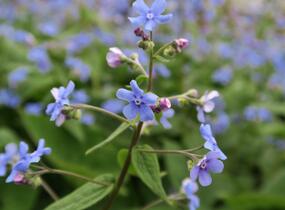 Pomněnkovec velkolistý - Brunnera macrophylla