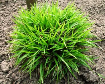 Bika chlupatá 'Igel'