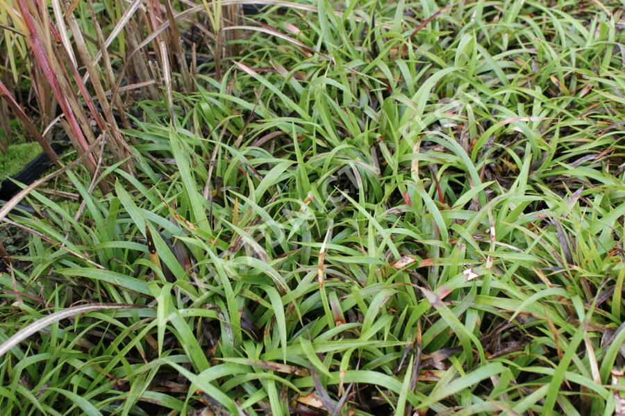 Bika chlupatá 'Igel' - Luzula pilosa 'Igel'