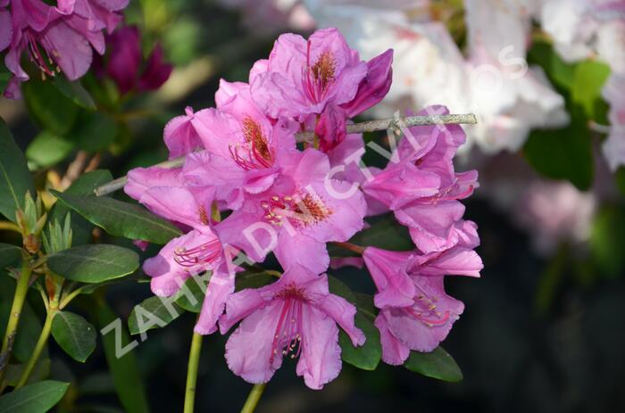 Pěnišník 'Salvini' - Rhododendron (T) 'Salvini'