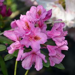 Pěnišník 'Salvini' - Rhododendron (T) 'Salvini'