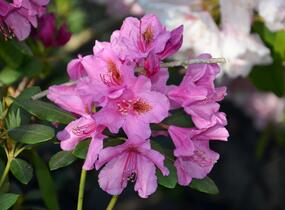 Pěnišník 'Salvini' - Rhododendron (T) 'Salvini'