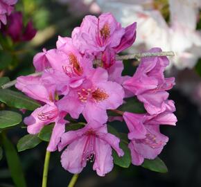 Pěnišník 'Salvini' - Rhododendron (T) 'Salvini'