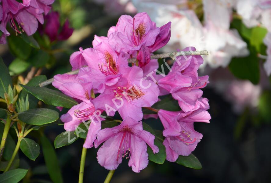 Pěnišník 'Salvini' - Rhododendron (T) 'Salvini'