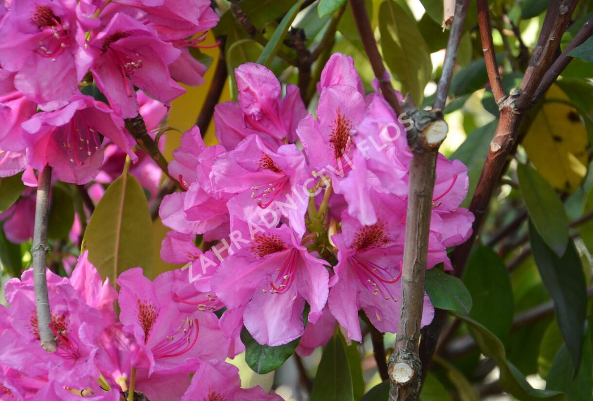 Pěnišník 'Salvini' - Rhododendron (T) 'Salvini'