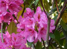 Pěnišník 'Salvini' - Rhododendron (T) 'Salvini'
