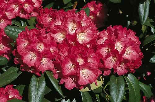 Pěnišník 'Morgenrot' - Rhododendron (Y) 'Morgenrot'