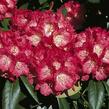 Pěnišník 'Morgenrot' - Rhododendron (Y) 'Morgenrot'