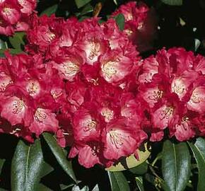 Pěnišník 'Morgenrot' - Rhododendron (Y) 'Morgenrot'