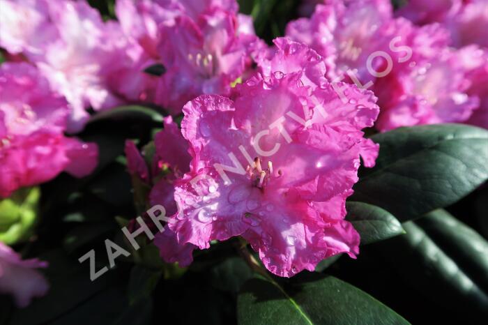 Pěnišník 'Blurettia' - Rhododendron (Y) 'Blurettia'