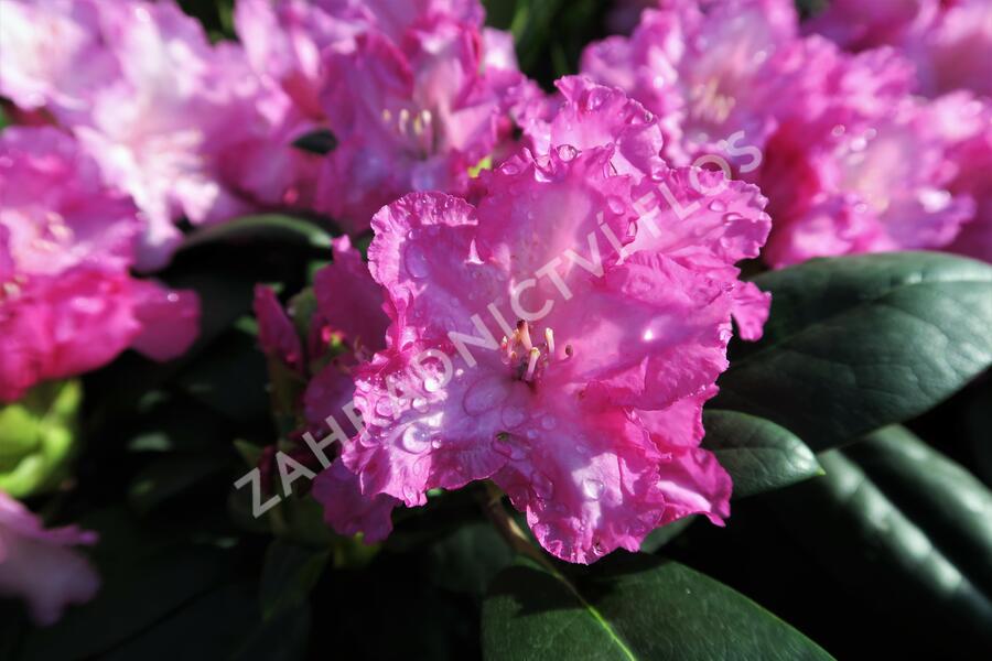 Pěnišník 'Blurettia' - Rhododendron (Y) 'Blurettia'