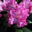 Pěnišník 'Blurettia' - Rhododendron (Y) 'Blurettia'