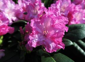 Pěnišník 'Blurettia' - Rhododendron (Y) 'Blurettia'