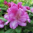 Pěnišník 'Blurettia' - Rhododendron (Y) 'Blurettia'