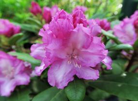 Pěnišník 'Blurettia' - Rhododendron (Y) 'Blurettia'