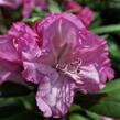 Pěnišník 'Blurettia' - Rhododendron (Y) 'Blurettia'