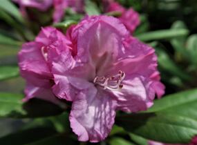 Pěnišník 'Blurettia' - Rhododendron (Y) 'Blurettia'