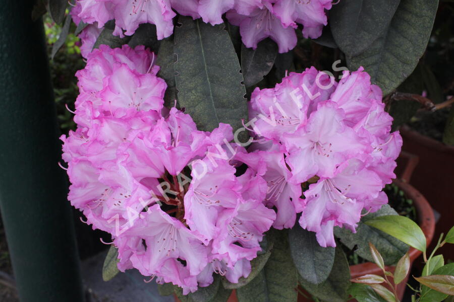 Pěnišník 'Blurettia' - Rhododendron (Y) 'Blurettia'
