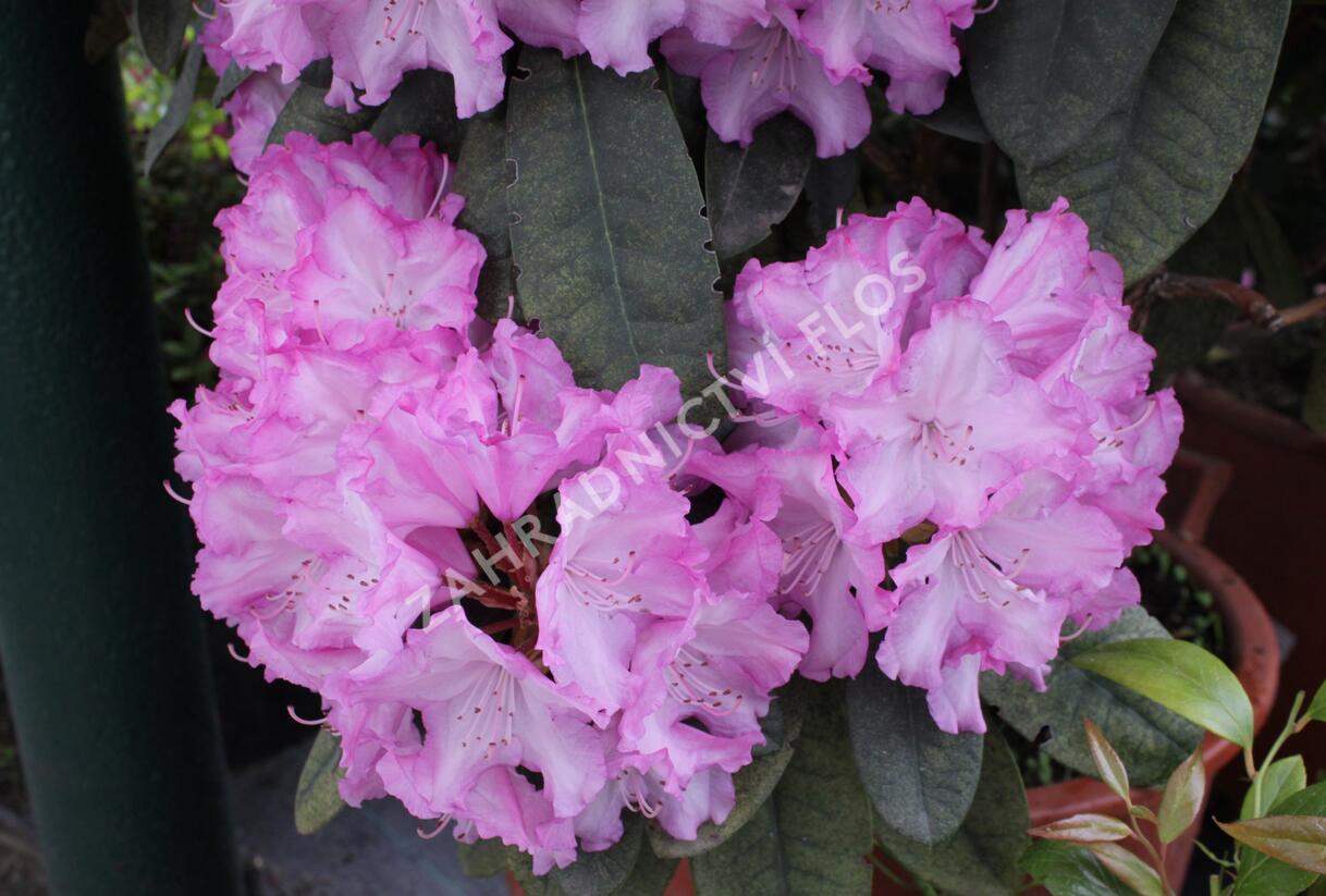 Pěnišník 'Blurettia' - Rhododendron (Y) 'Blurettia'