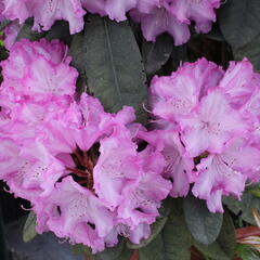Pěnišník 'Blurettia' - Rhododendron (Y) 'Blurettia'