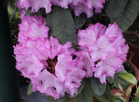 Pěnišník 'Blurettia' - Rhododendron (Y) 'Blurettia'