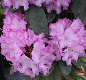 Pěnišník 'Blurettia' - Rhododendron (Y) 'Blurettia'