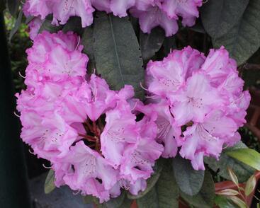 Pěnišník 'Blurettia'