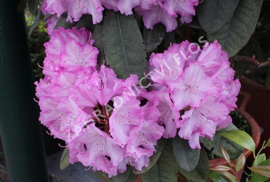 Pěnišník 'Blurettia' - Rhododendron (Y) 'Blurettia'
