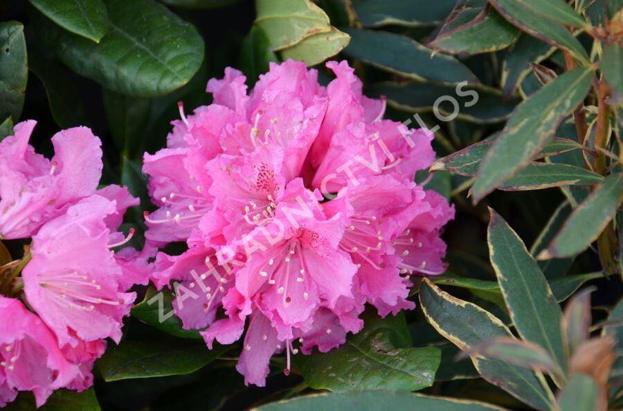 Pěnišník 'Rocket' - Rhododendron (T) 'Rocket'