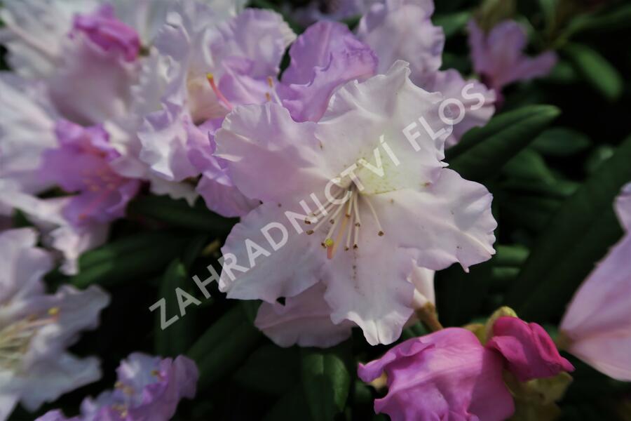 Pěnišník 'Caroline Allbrook' - Rhododendron (Y) 'Caroline Allbrook'