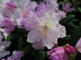 Pěnišník 'Caroline Allbrook' - Rhododendron (Y) 'Caroline Allbrook'