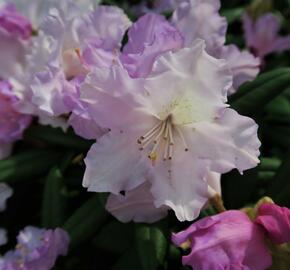Pěnišník 'Caroline Allbrook' - Rhododendron (Y) 'Caroline Allbrook'