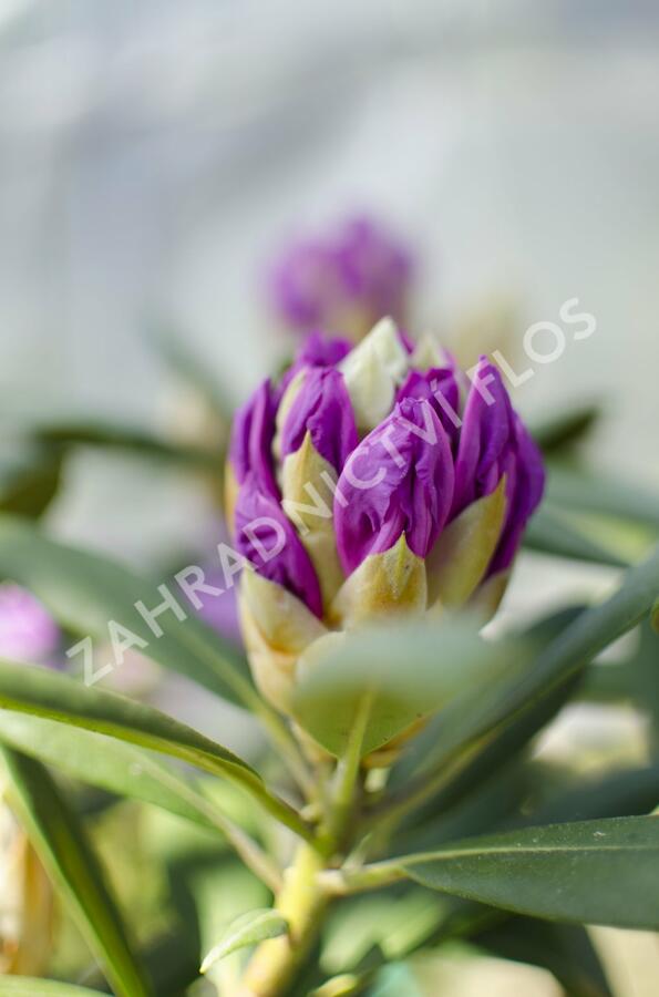 Pěnišník 'Caroline Allbrook' - Rhododendron (Y) 'Caroline Allbrook'