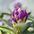 Pěnišník 'Caroline Allbrook' - Rhododendron (Y) 'Caroline Allbrook'