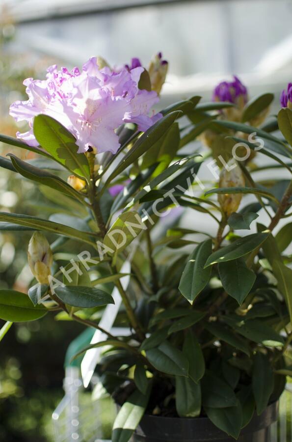 Pěnišník 'Caroline Allbrook' - Rhododendron (Y) 'Caroline Allbrook'