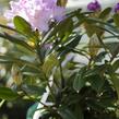 Pěnišník 'Caroline Allbrook' - Rhododendron (Y) 'Caroline Allbrook'