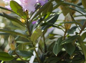 Pěnišník 'Caroline Allbrook' - Rhododendron (Y) 'Caroline Allbrook'