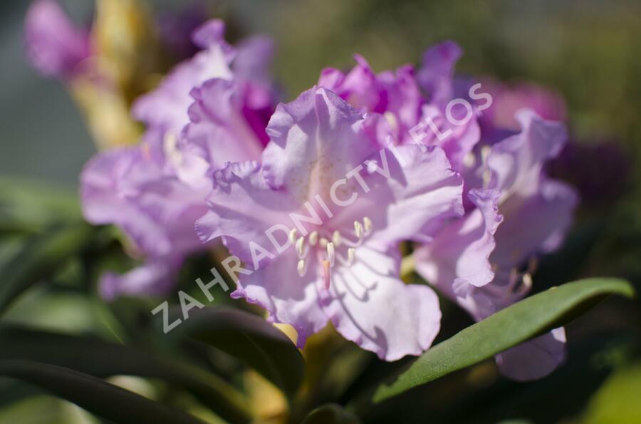 Pěnišník 'Caroline Allbrook' - Rhododendron (Y) 'Caroline Allbrook'