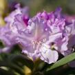 Pěnišník 'Caroline Allbrook' - Rhododendron (Y) 'Caroline Allbrook'