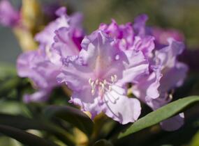 Pěnišník 'Caroline Allbrook' - Rhododendron (Y) 'Caroline Allbrook'