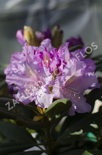 Pěnišník 'Caroline Allbrook' - Rhododendron (Y) 'Caroline Allbrook'