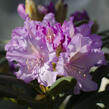 Pěnišník 'Caroline Allbrook' - Rhododendron (Y) 'Caroline Allbrook'