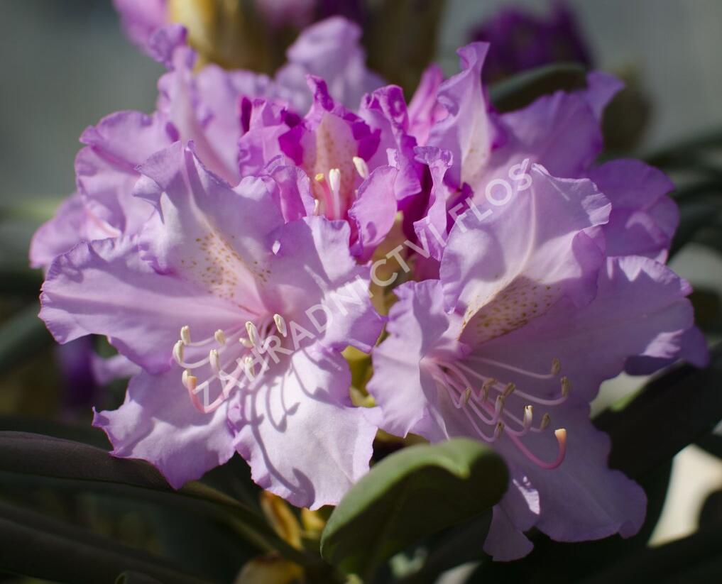 Pěnišník 'Caroline Allbrook' - Rhododendron (Y) 'Caroline Allbrook'