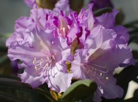 Pěnišník 'Caroline Allbrook' - Rhododendron (Y) 'Caroline Allbrook'