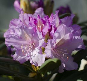 Pěnišník 'Caroline Allbrook' - Rhododendron (Y) 'Caroline Allbrook'