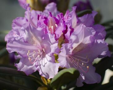 Pěnišník 'Caroline Allbrook'